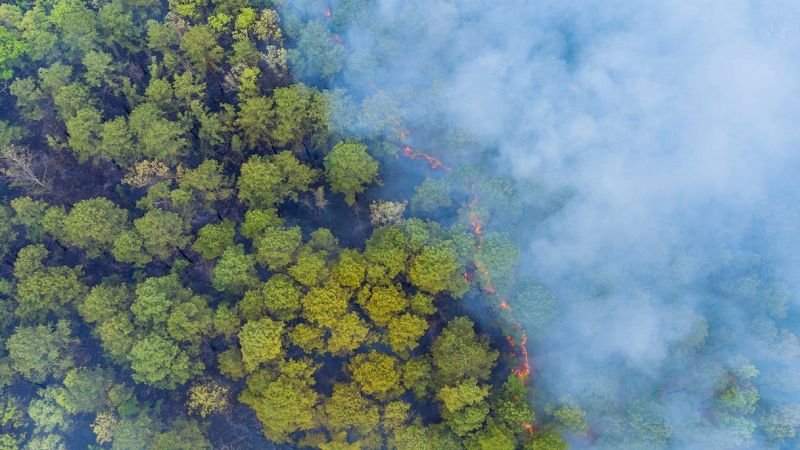 Gli ecosistemi distrutti
