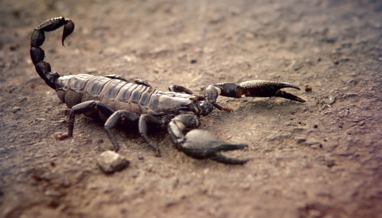 Scoperto il più antico scorpione in Italia: ha 240 milioni di anni