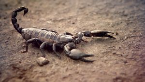 Scoperto il primo scorpione italiano del Triassico: è il più antico