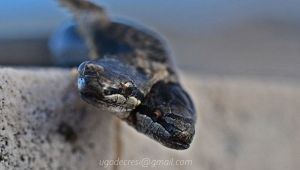 Coronella a due teste trovata in Liguria