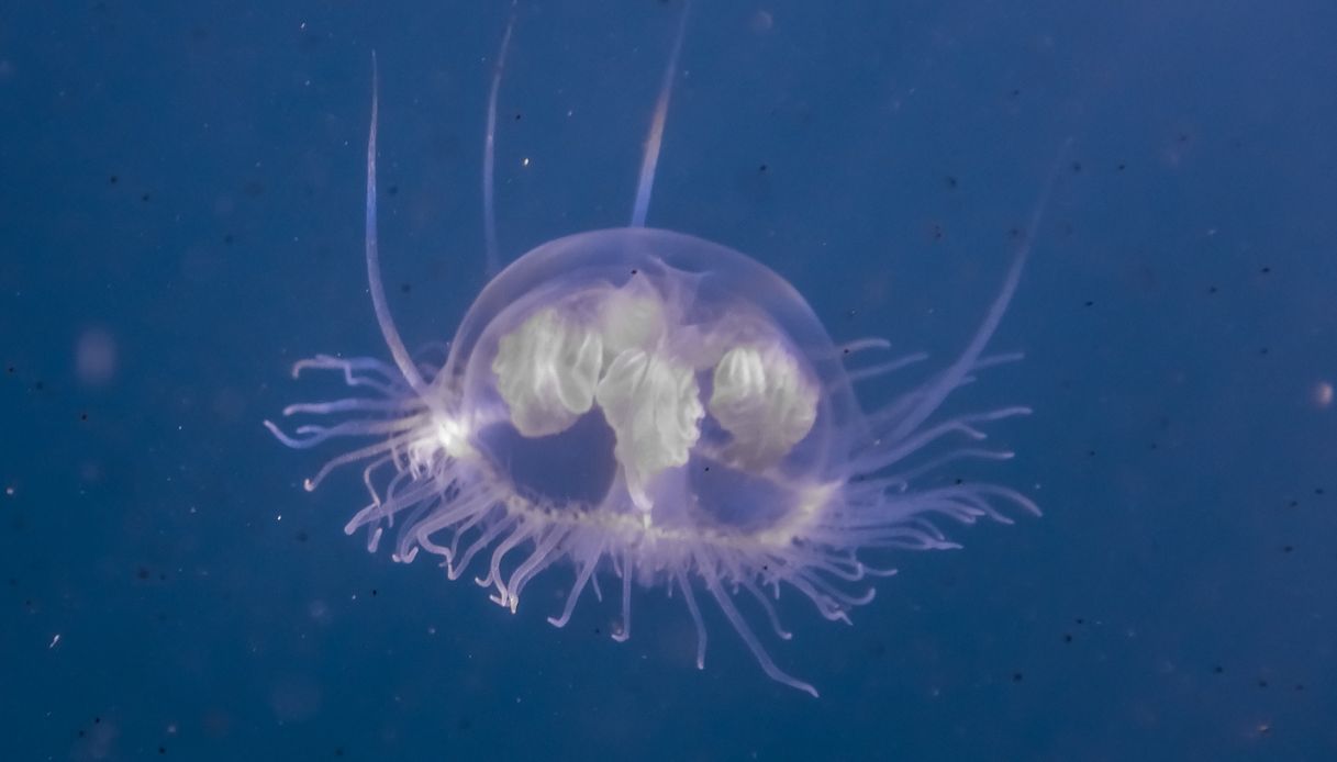 Una medusa d'acqua dolce