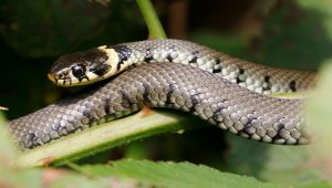 Serpente