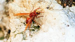 Vespa Orientalis a Roma: l'allarme a Monteverde