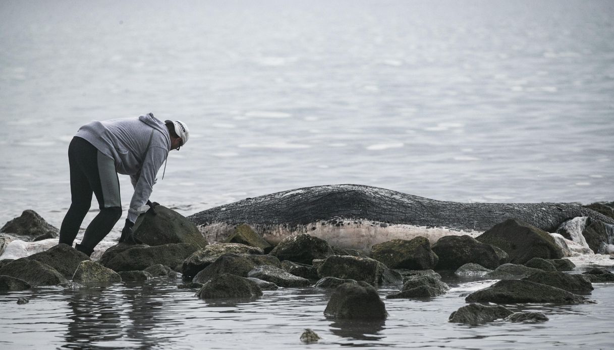 Balena di 10 metri trovata morta sul lido di Ostia