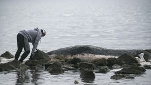 Cetaceo trovato morto in spiaggia a Ostia