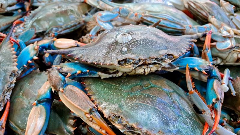 Granchi blu usati per fare asfalto