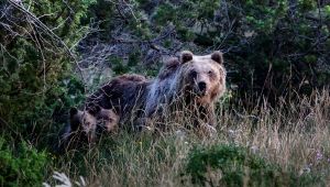 I cuccioli di Amarena si sono riuniti: il decalogo per salvarli