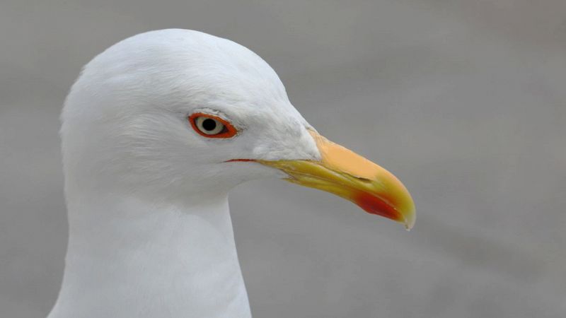 Gabbiano