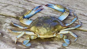 Granchio blu, dal mare ai fiumi: esemplare di 2 kg nel Padovano