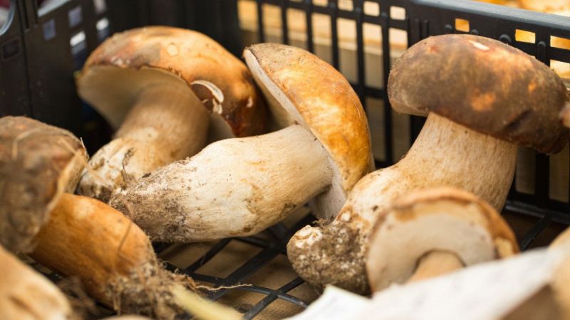 Funghi