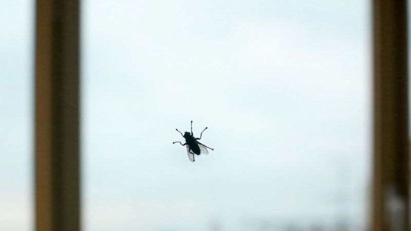 Genova si è riempita di mosche