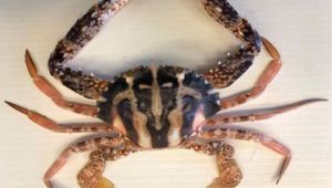 il granchio crocifisso