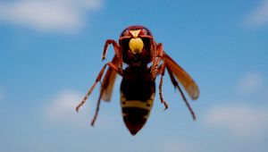 Allarme Vespa orientalis a Roma