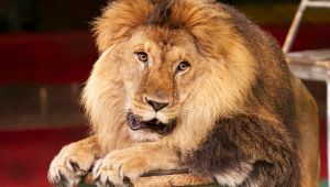 Leone