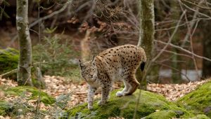 lince-nel-parco-del-gran-paradiso