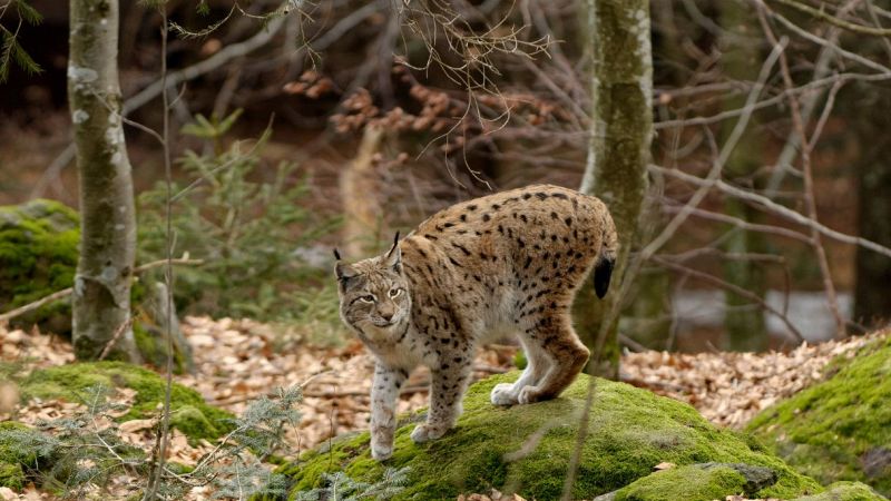 lince-nel-parco-del-gran-paradiso
