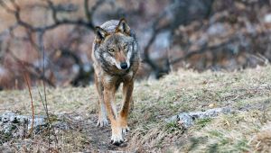 Allarme lupi in Italia: gli ultimi avvistamenti