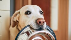 Il Giardino di Quark è il rifugio per cani anziani o malati