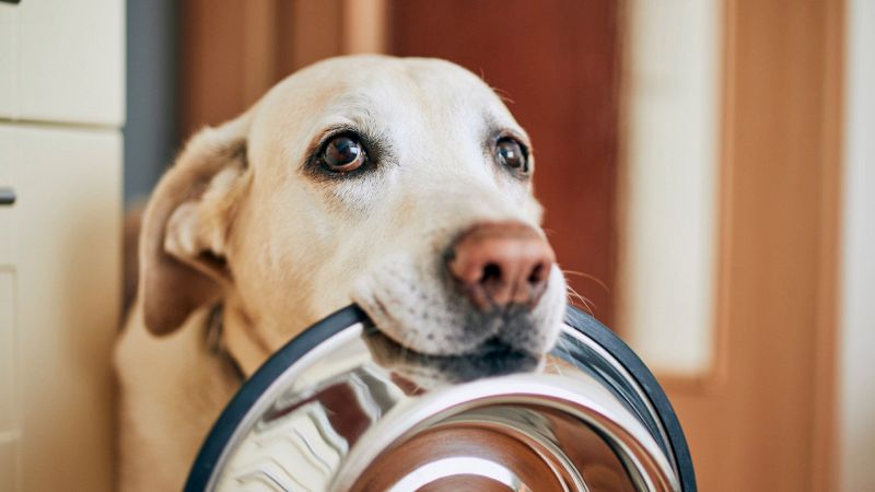 Roma, apre il primo ristorante per cani