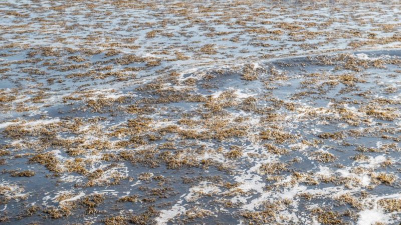 Arrivata in Italia l’alga infestante del Pacifico