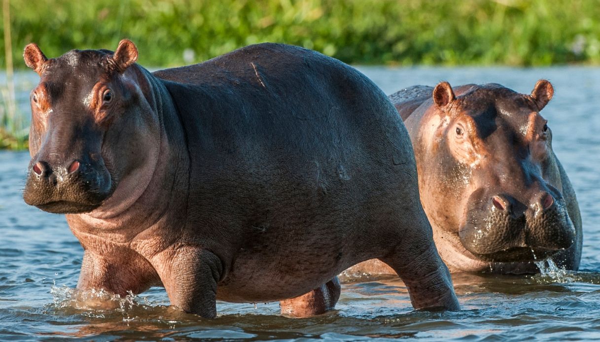 Ippopotami e rinoceronti a Roma: la grande scoperta