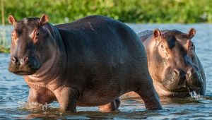 Ippopotami