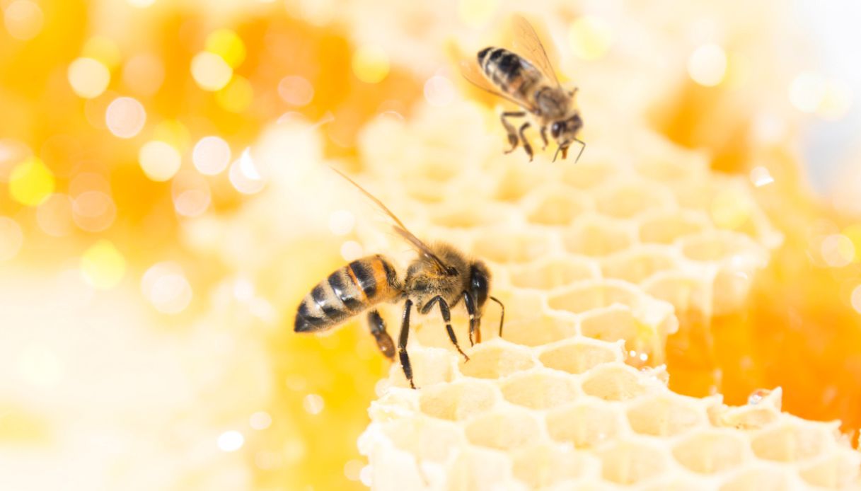 Caldo anomalo confonde le api