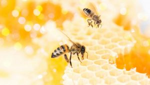 Caldo anomalo in Liguria confonde le api