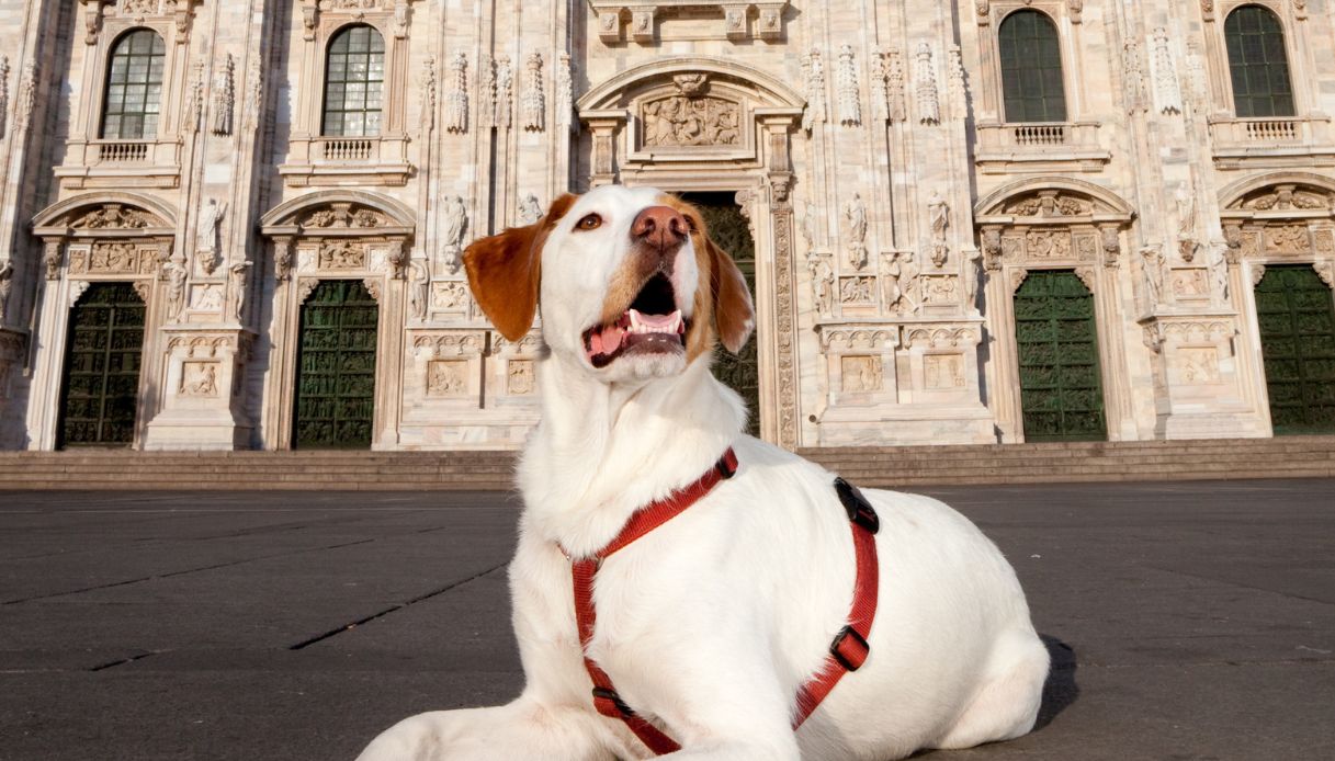 Milano, cane davanti al Duomo