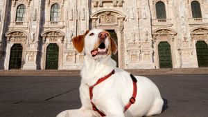 Cane davanti al Duomo