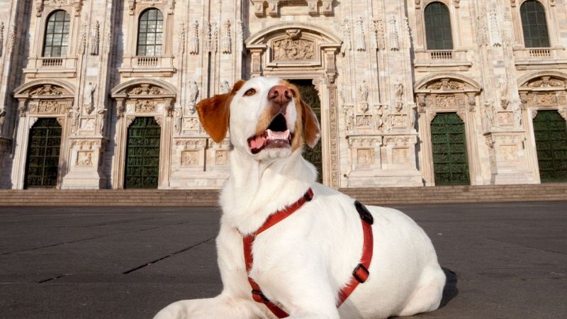 Cane davanti al Duomo