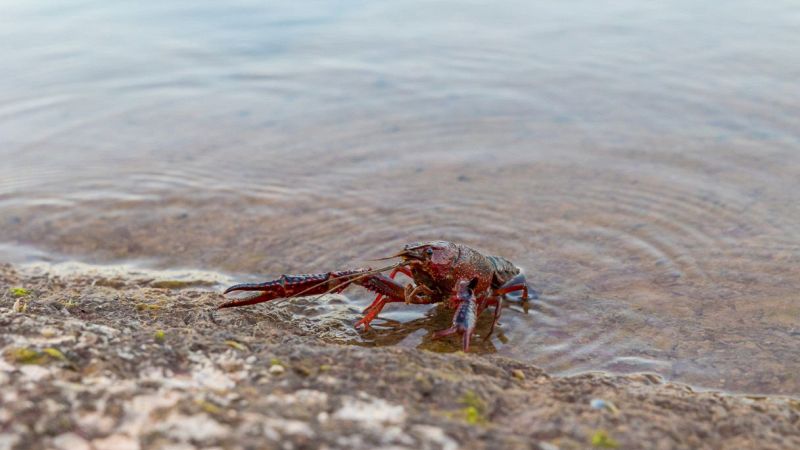 Gambero rosso della Louisiana nei mari italiani