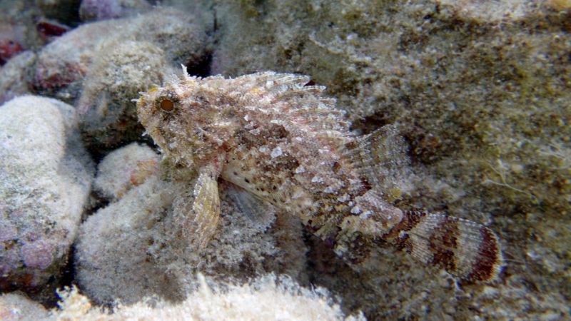 Scorfano nero