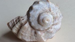 Rapana venosa, la specie aliena a Masterchef