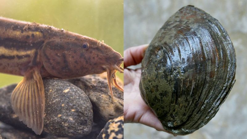 Specie aliene in Piemonte