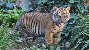 Kala, tigre Sumatra