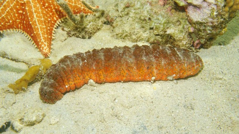 Cetriolo di mare