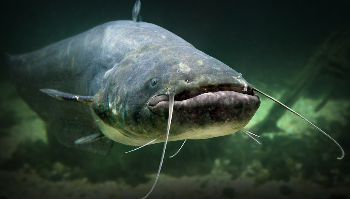 Il pesce siluro del lago di Garda è sempre più grande