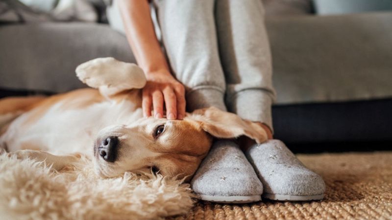 Animali domestici in Italia