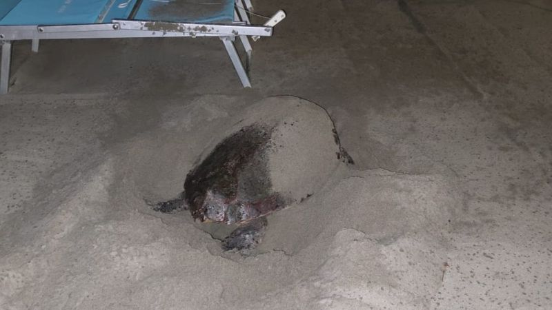 Caretta caretta Laigueglia