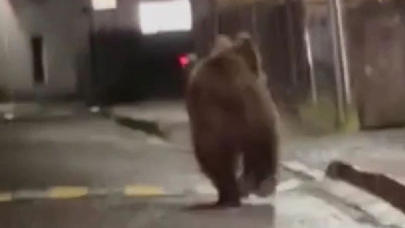 orsi nelle città trentine