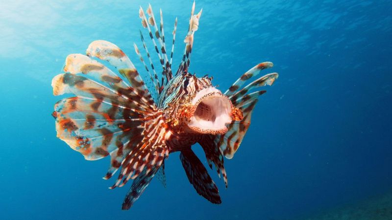 Pesce scorpione