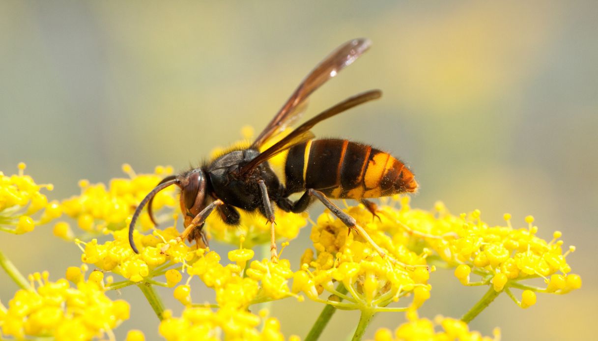 Invasione di vespa velutina in Italia: dove sono i nidi