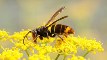 Invasione di vespa velutina