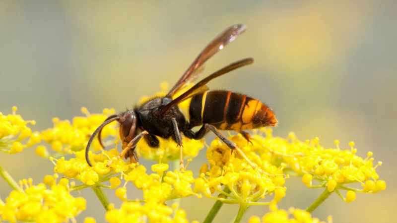 Invasione di vespa velutina in Italia
