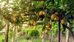 Allarme limoni Costa d'Amalfi