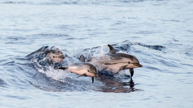 avvistati delfini a Ischia