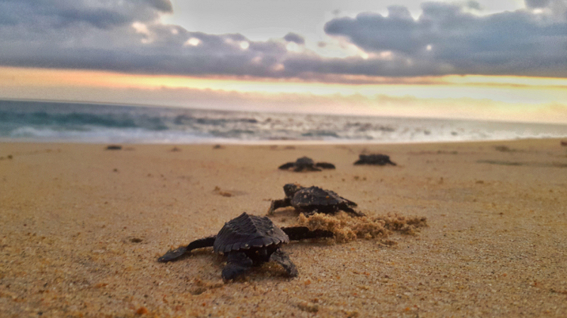 boom-nidi-tartarughe-marine-italia-perche-non-buona-notizia