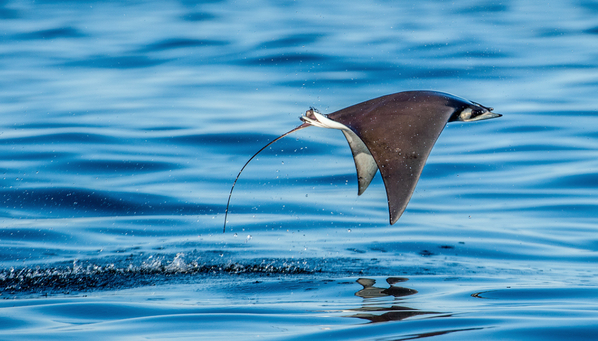 Avvistata manta mediterranea nell'Area Marina Protetta di Punta Campanella