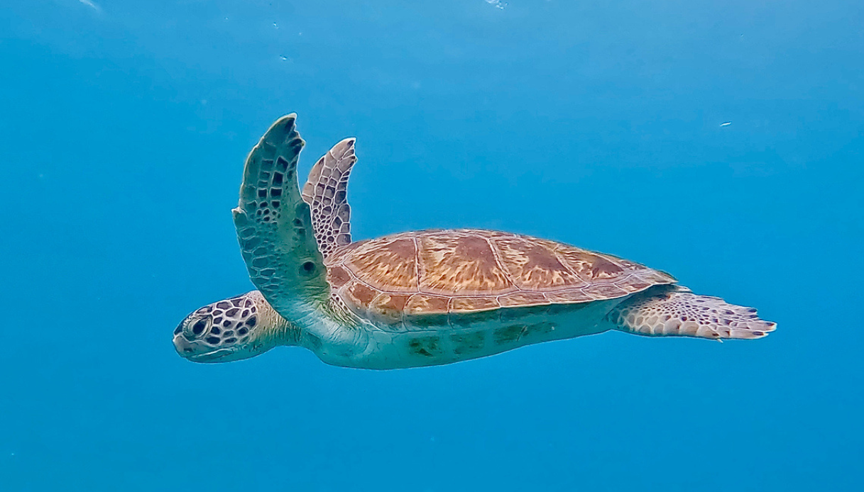 Tartaruga verde avvistata in Italia